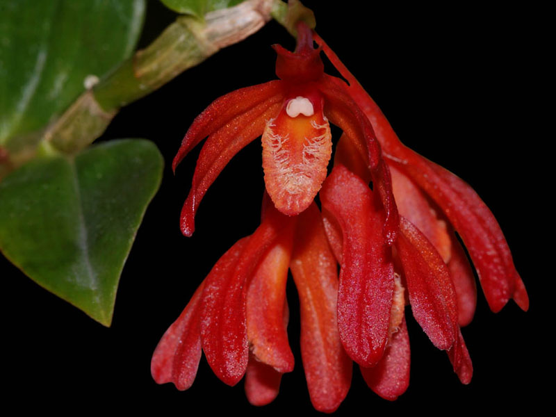 Dendrobium trichostomum