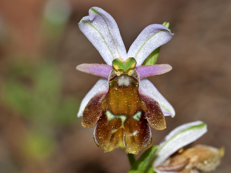 Ophrys argolica subsp. lucis